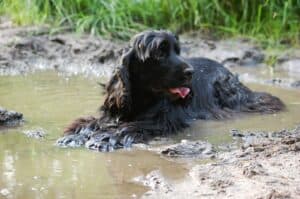 Dog 2414188 1920
