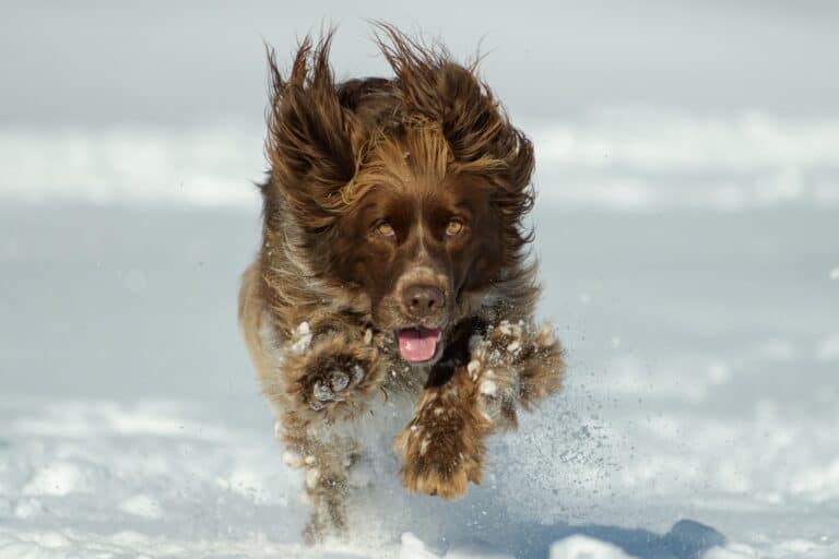 Pets: Healthy Nutrition Trends For 2022