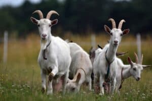 Goats 6837737 1920