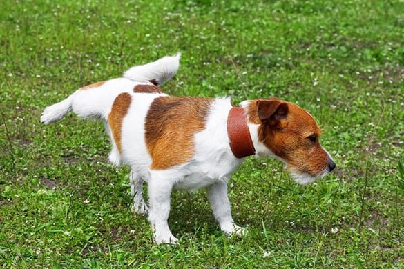 How to Keep Your Lawn Green with Dogs?
