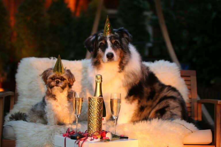 13 Positive New Year’s Resolutions for Dogs (2022)