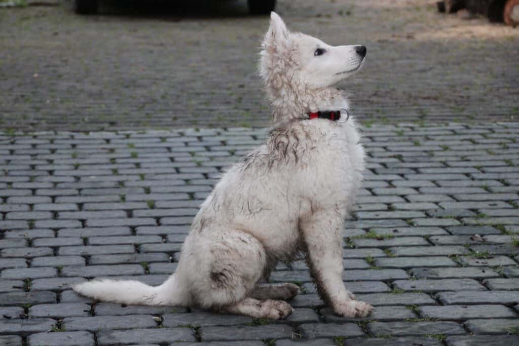 Puppy 3512009 1920
