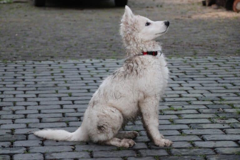 Here’s What Happens When You Clean Dog Stains the Wrong Way