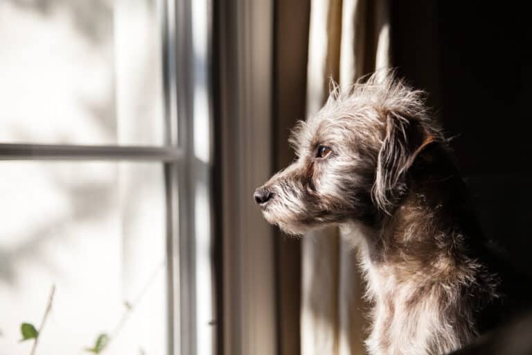 5 Easy Tips To Prevent Separation Anxiety In Puppies