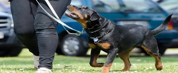 How Much Does Dog Training Cost On Average