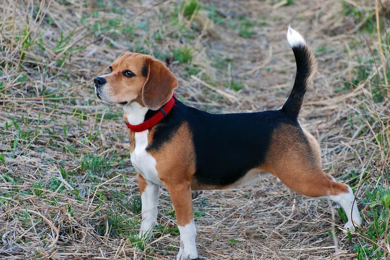 beagle dog walking outdoor during day time