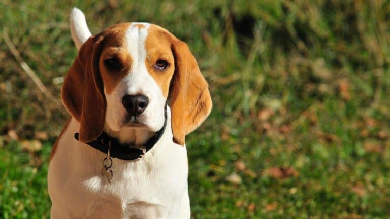 beagle vs foxhound featured image
