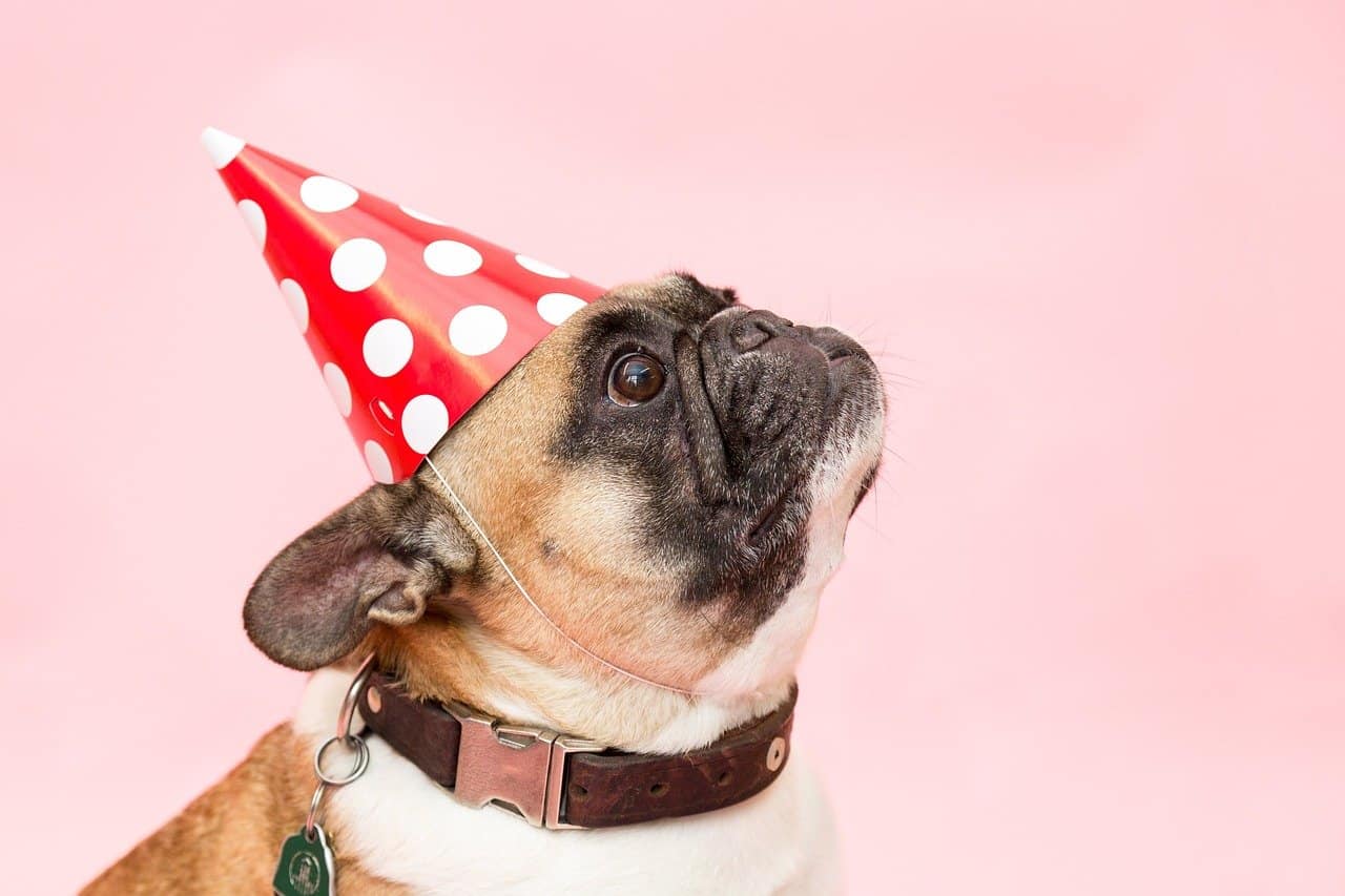 close up of french bulldog wearing birthday hat
