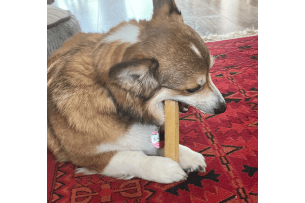 Corgi eating yak chew
