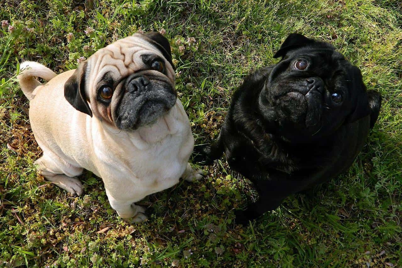 two cute pugs outdoor during day time sitting on grass