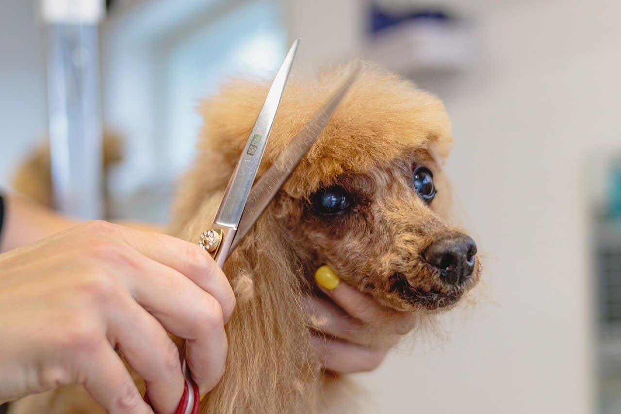 women grooming dog and cutting his hair in pet saloon