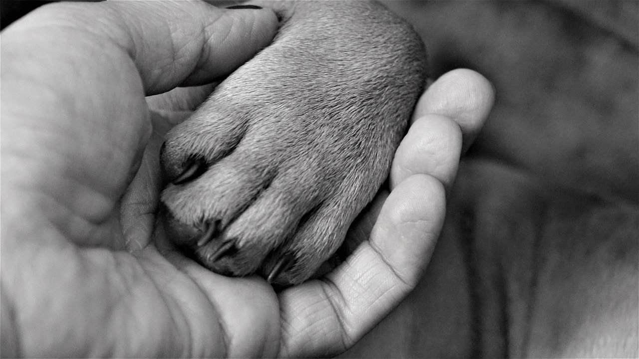 close up of dog paw in his owner hand