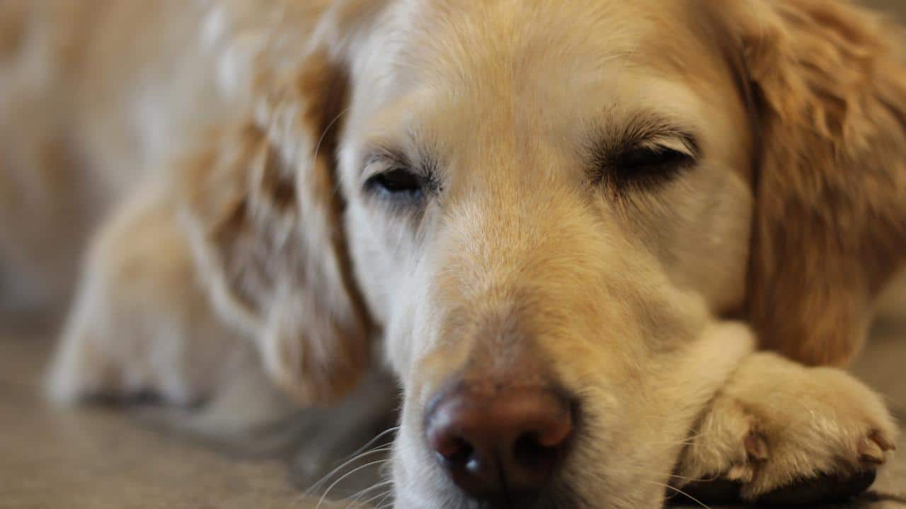 close up of tired dog sleeping