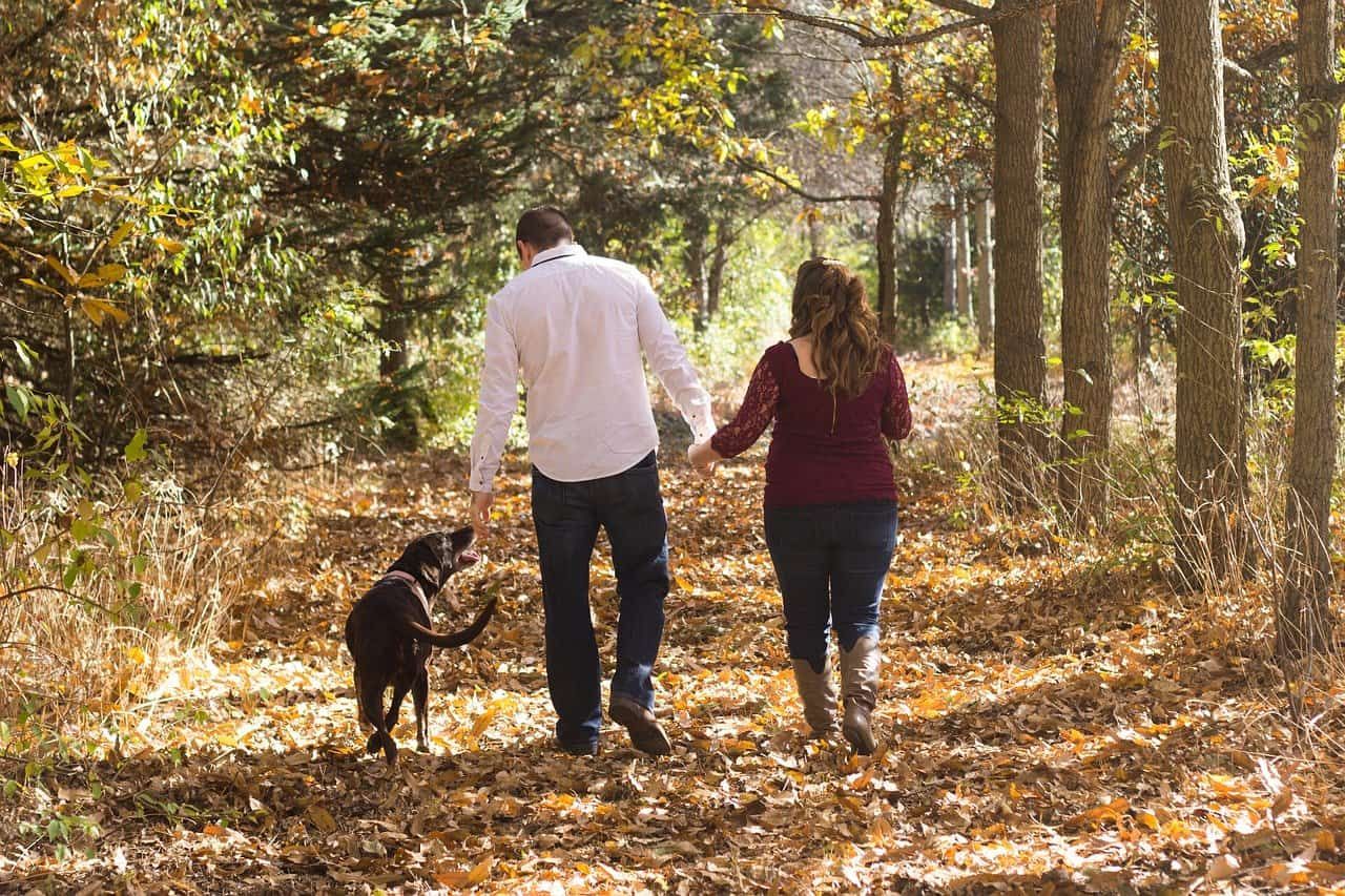 dog walk with family in the woods during morning time