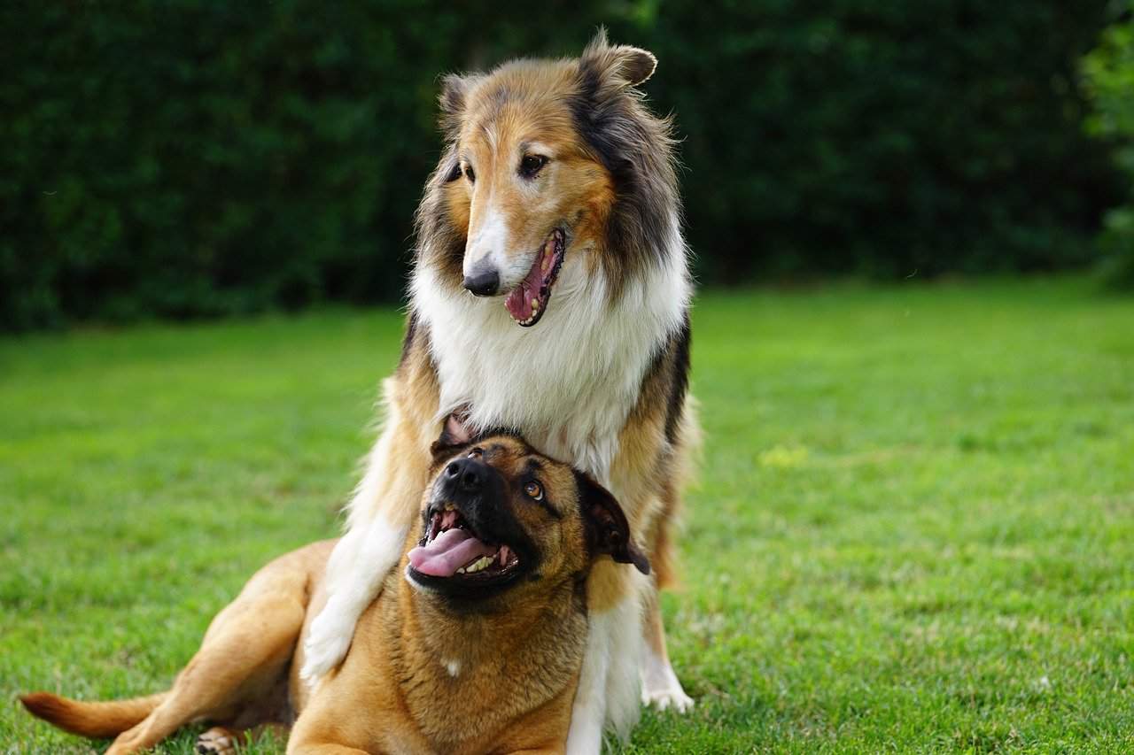 dogs are playing outdoor on grass during day time