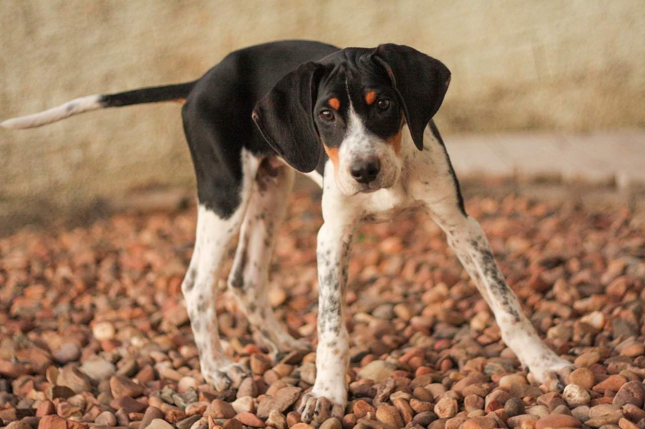 close up of foxhound dog puppy