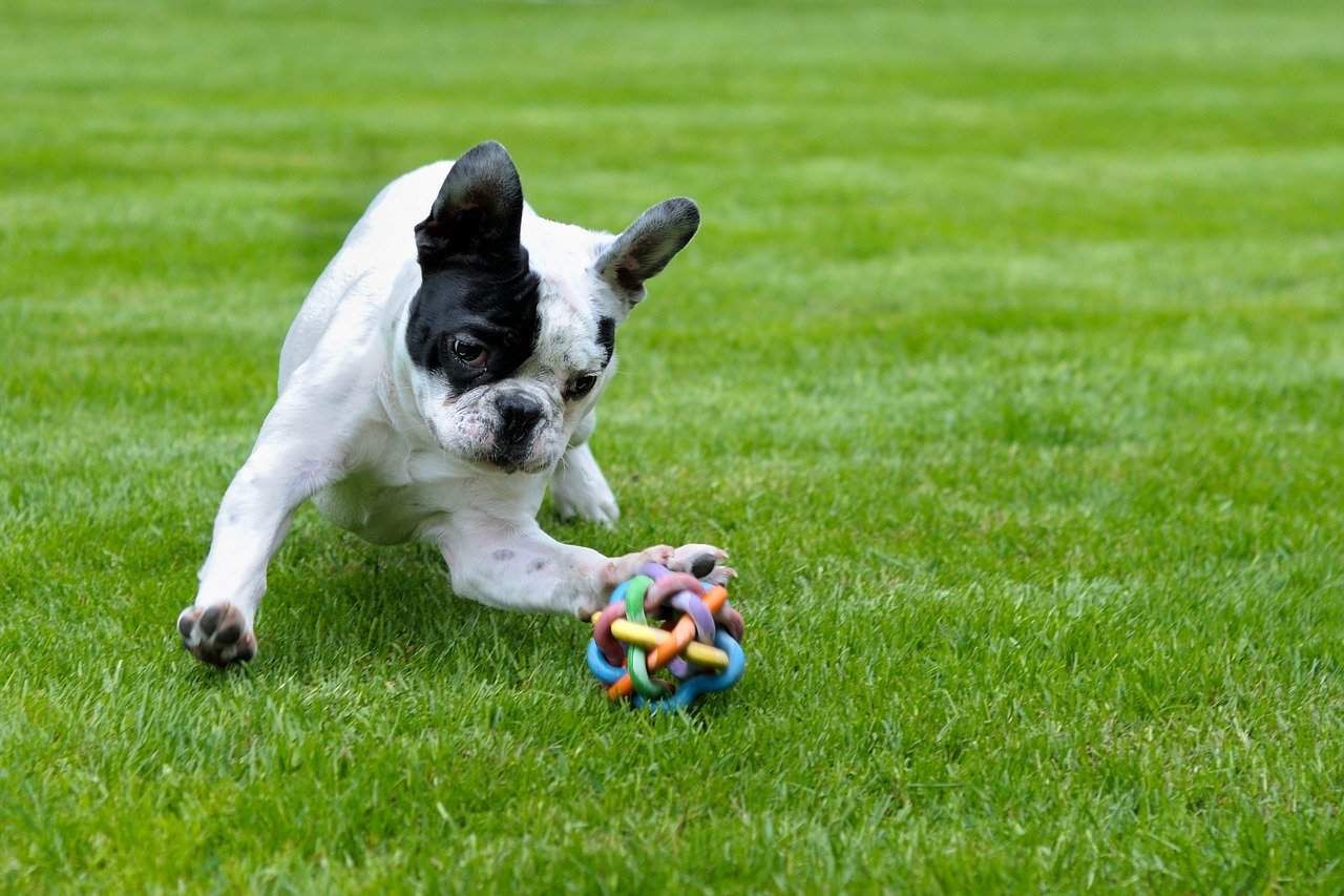 french bulldog puppy playing outdoor on grass during day time