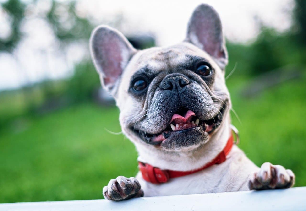 close up of french bulldog smile outdoor