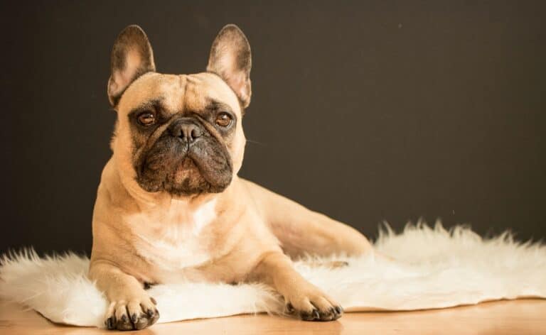 french bulldog vs english bulldog featured image