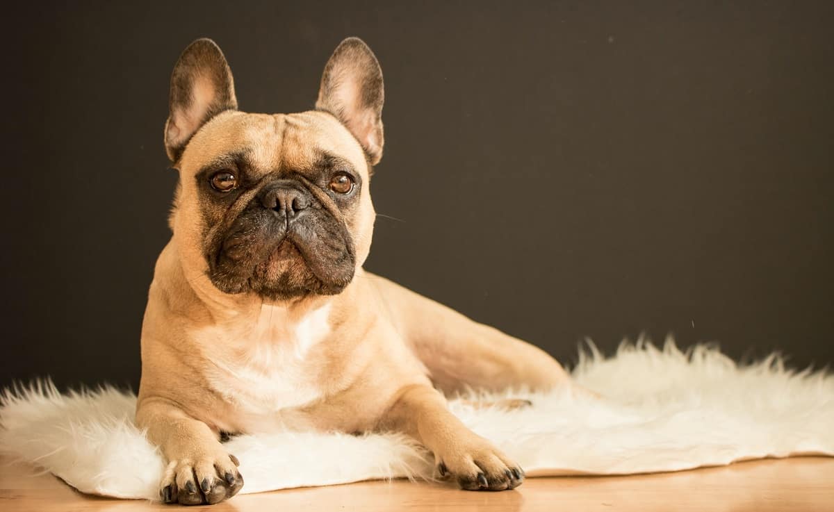 french bulldog vs english bulldog featured image