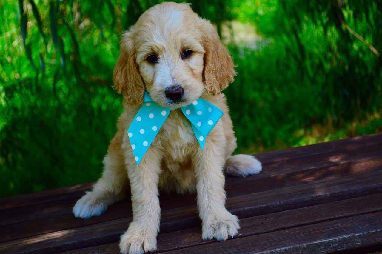 close up of goldendoodle puppy