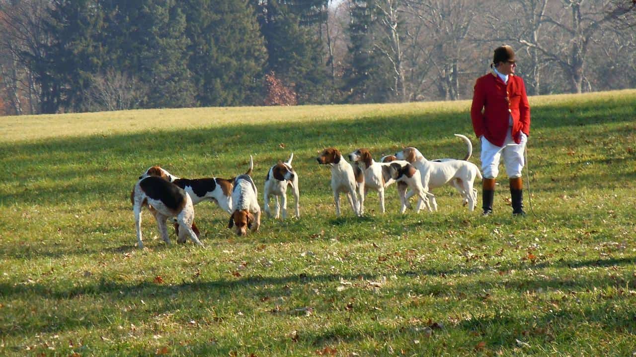 hunting hounds outdoor walking in grass ground during day time