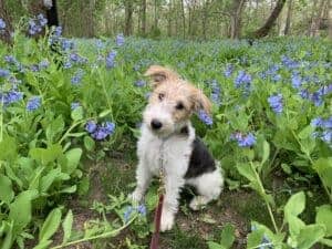 How to teach a puppy their name
