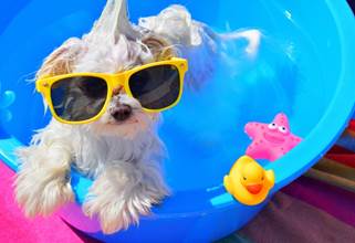 DIY dog pool ideas