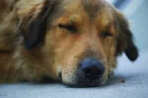 food allergy in a dog