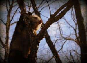 Wildlife removal companies 
