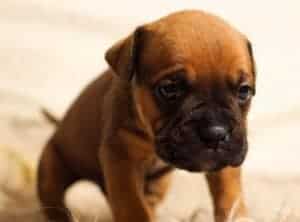 Throwing up in puppies