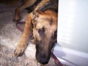 common triggers of stress for dogs