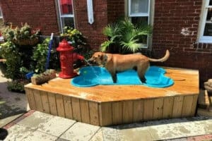 DIY dog pool ramp