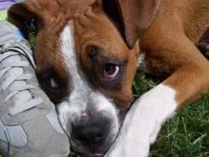 How to help a stressed dog
