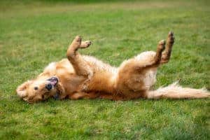 Dog Allergies