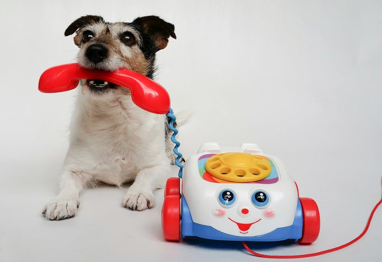 jack russell puppy playing with toy isolated on grey background