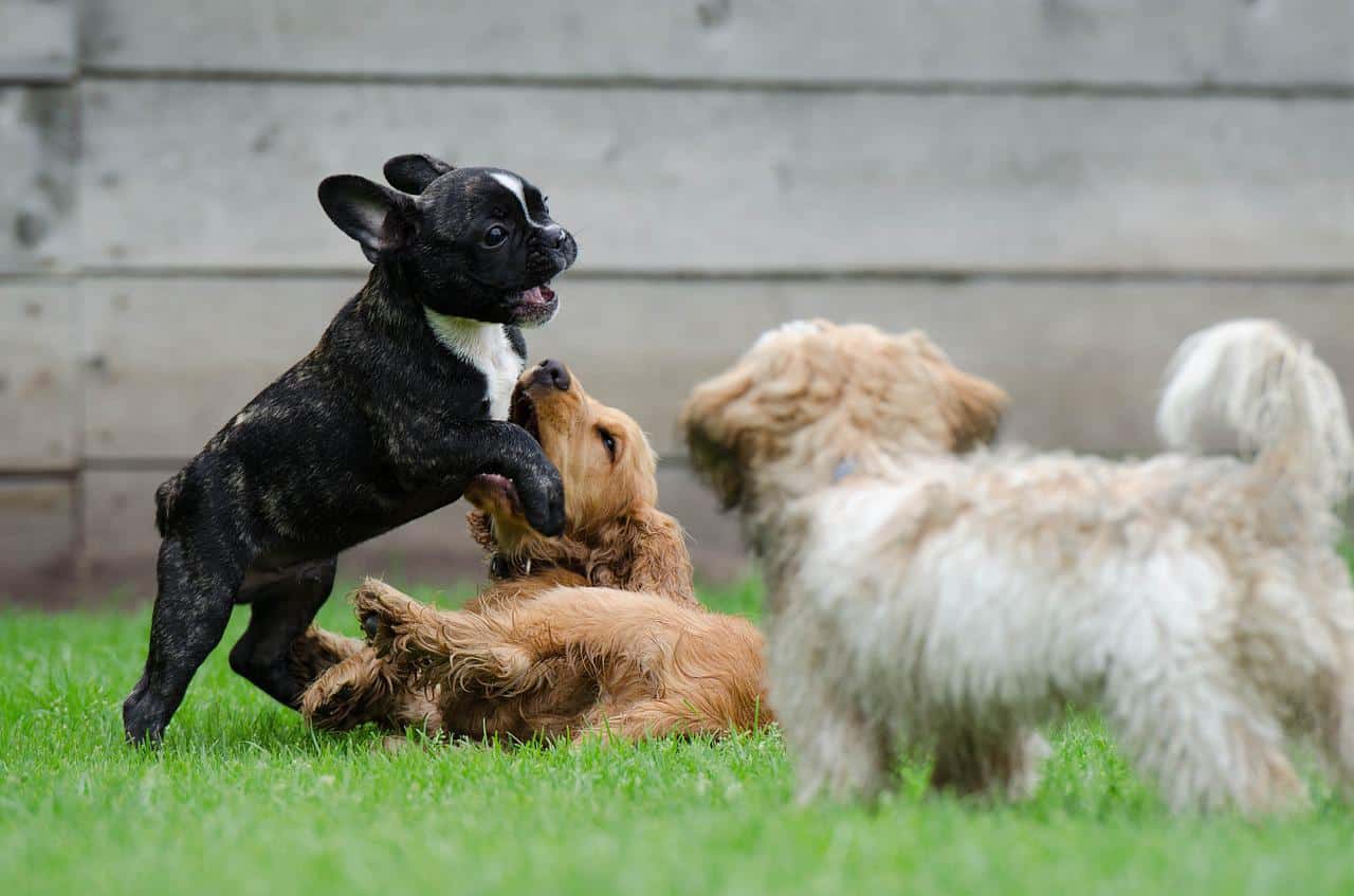 french bulldog puppies playing outdoor on grass during day time