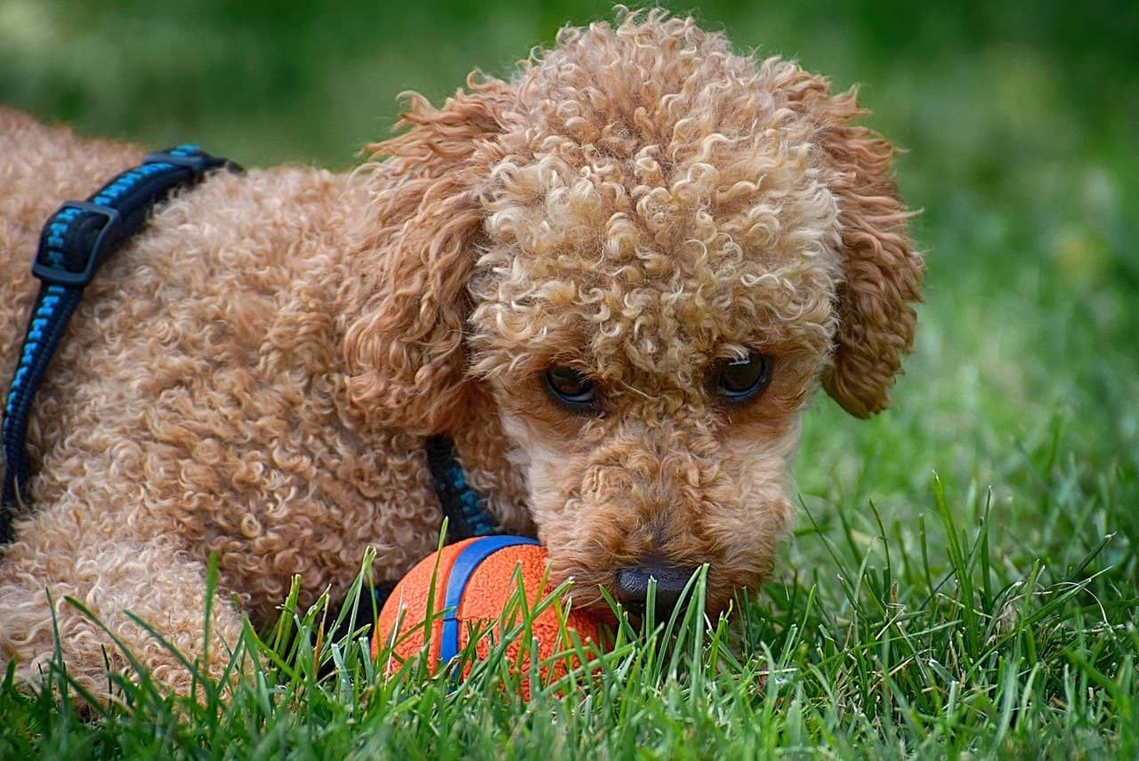close up of poodle playing with ball in grass outdoor during day time