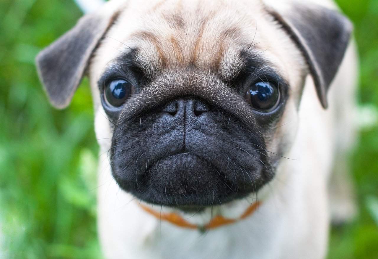 cute dog pug face close up