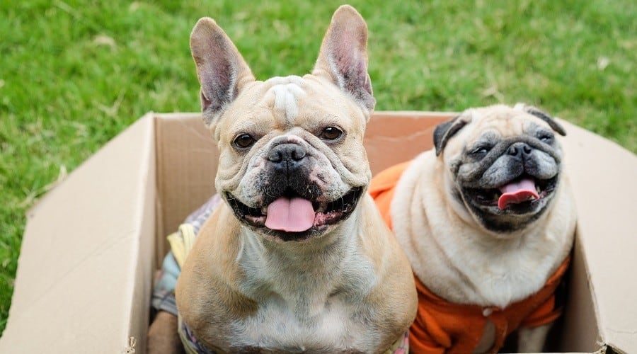 pug vs french bulldog featured image
