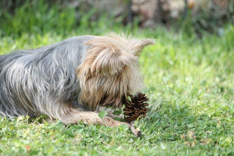 sap out of dog fur featured image