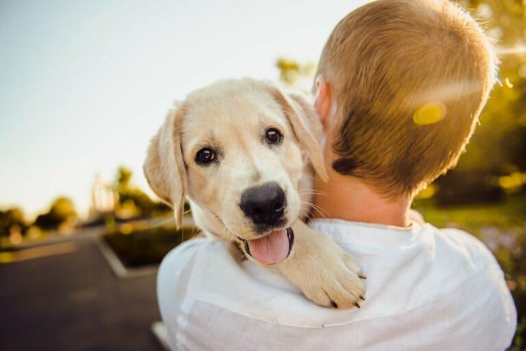 how to calm sexually excited dog featured image