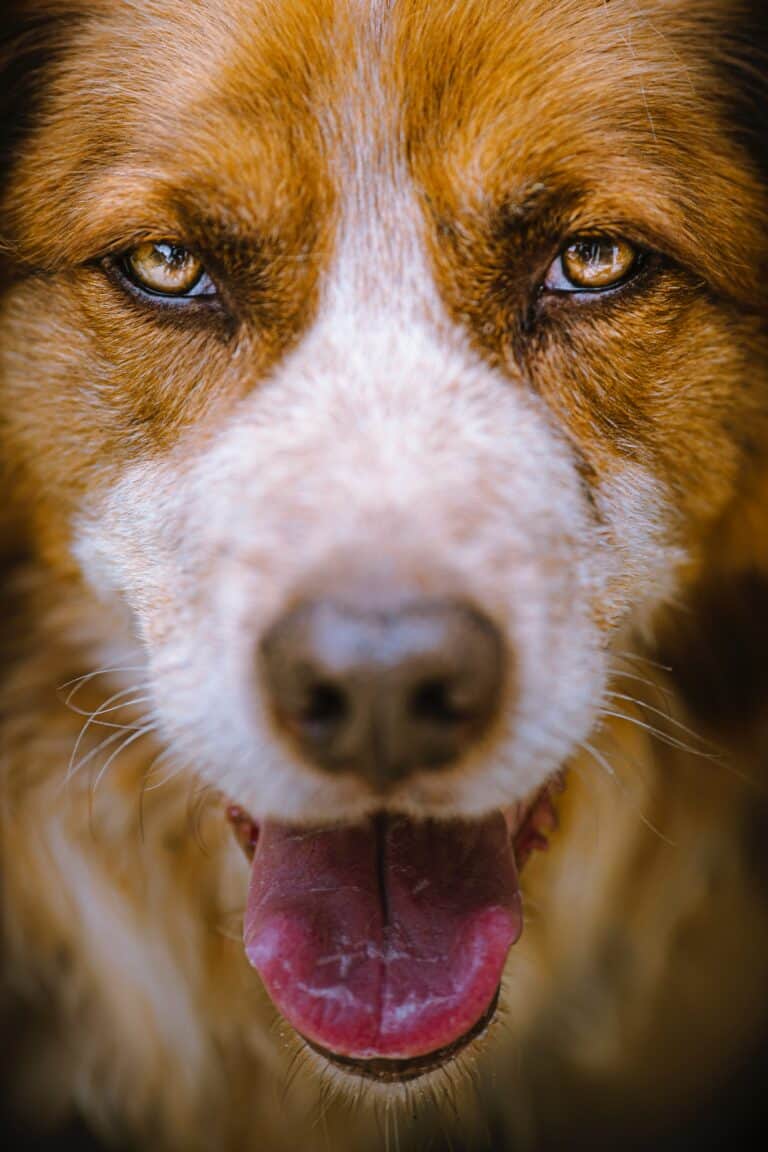 How to recognize dog heat stroke