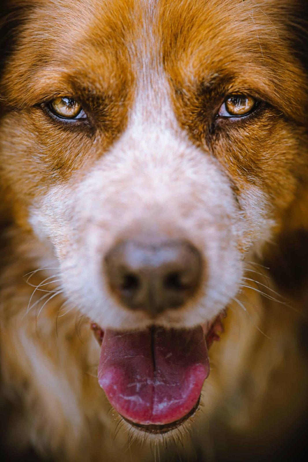 How to recognize dog heat stroke