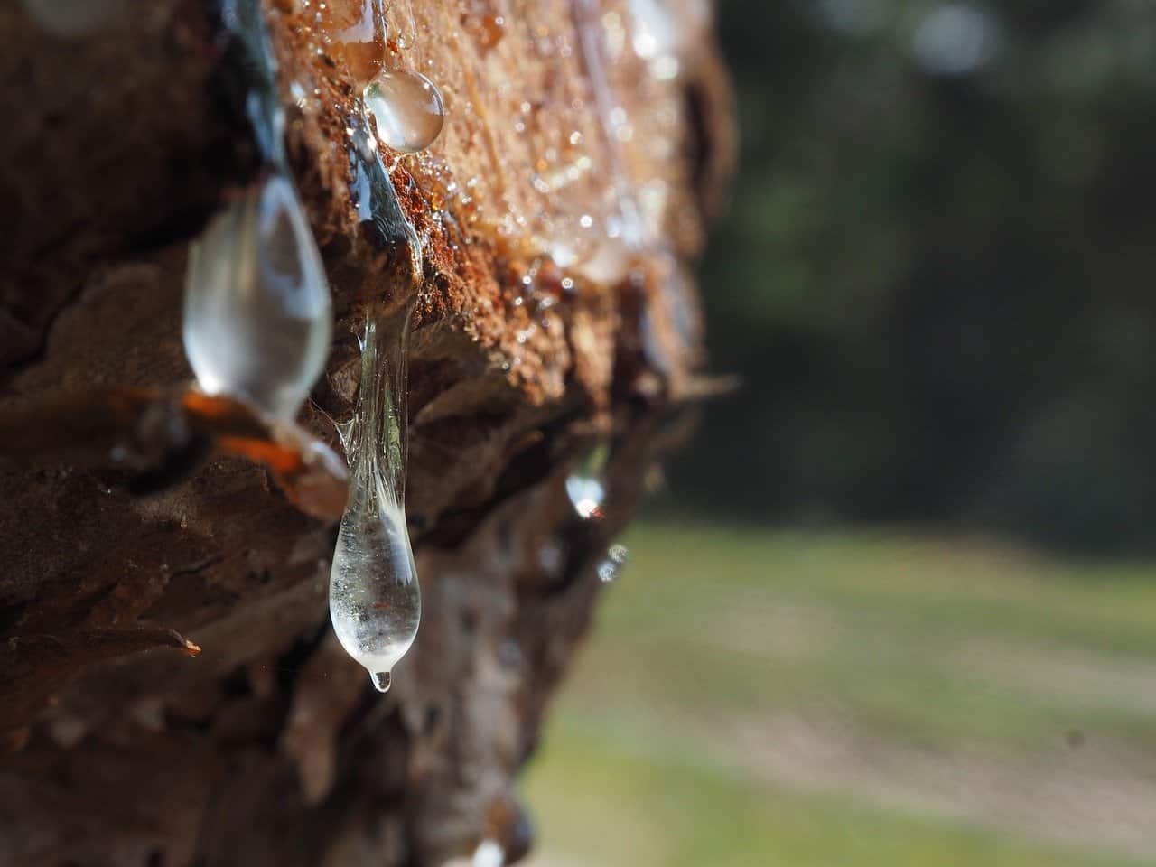 close up of tree sap during morning time