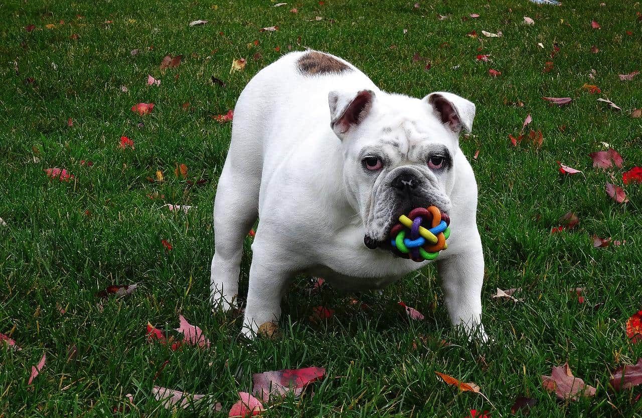 white english bulldog playing outdoor on grass during day time