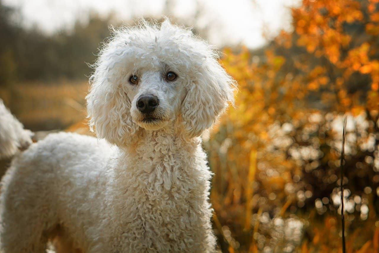 close up of white poodle outdoor during day time