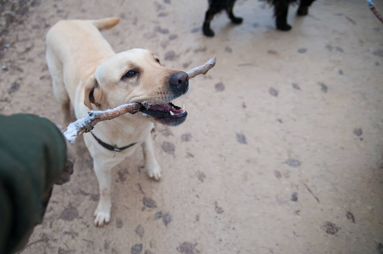 adult labrador retriever