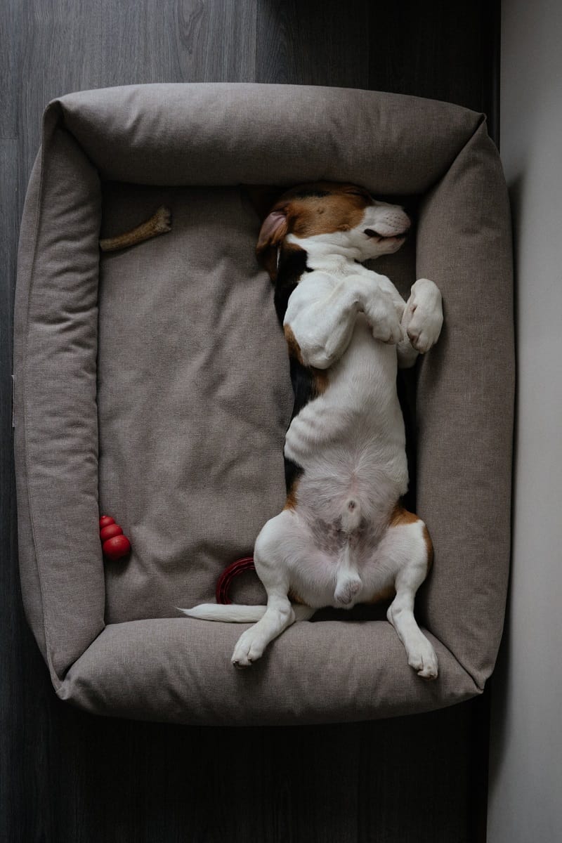 beagle lying on back sleeping in his pet bed