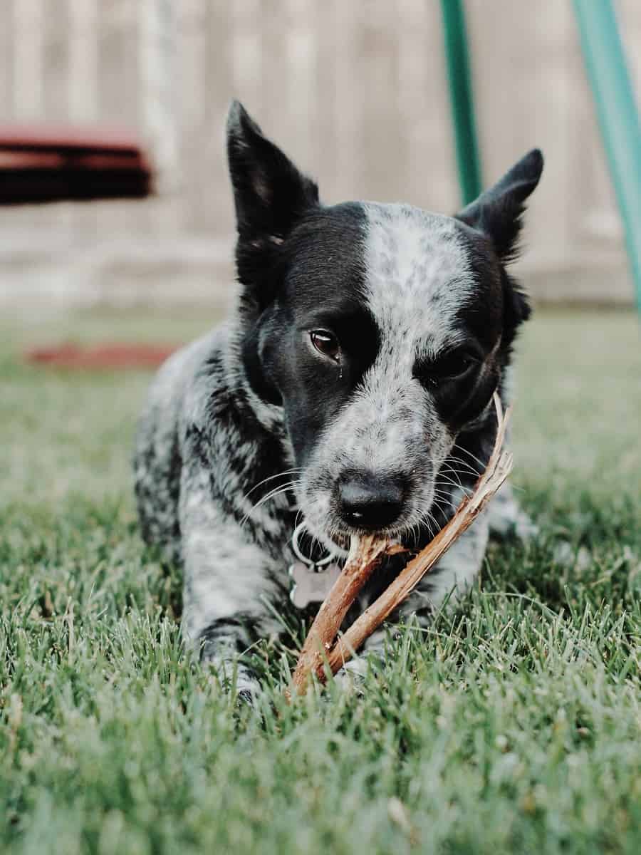 dog chewing stick in green grass filed outdoor during day time